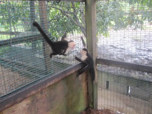 Roatan-Monkeys