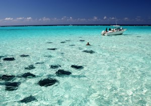 Maybe we will see Stingray's in Antigua