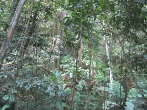 St-Lucia-Aerial-Tram
