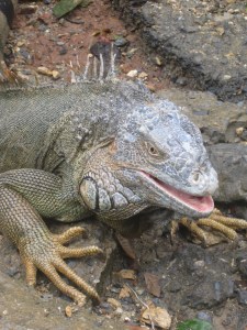 Iguana-Farm-Roatan