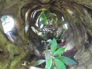 St-Lucia-Rainforest-Host