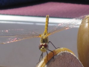 Dragon-Fly