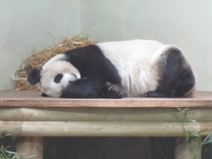 Edinburgh-Zoo-Panda-Tian-Tian