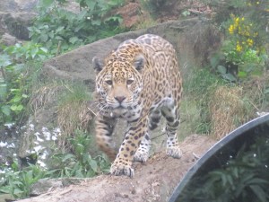 Jaguar-Edinburgh-Zoo
