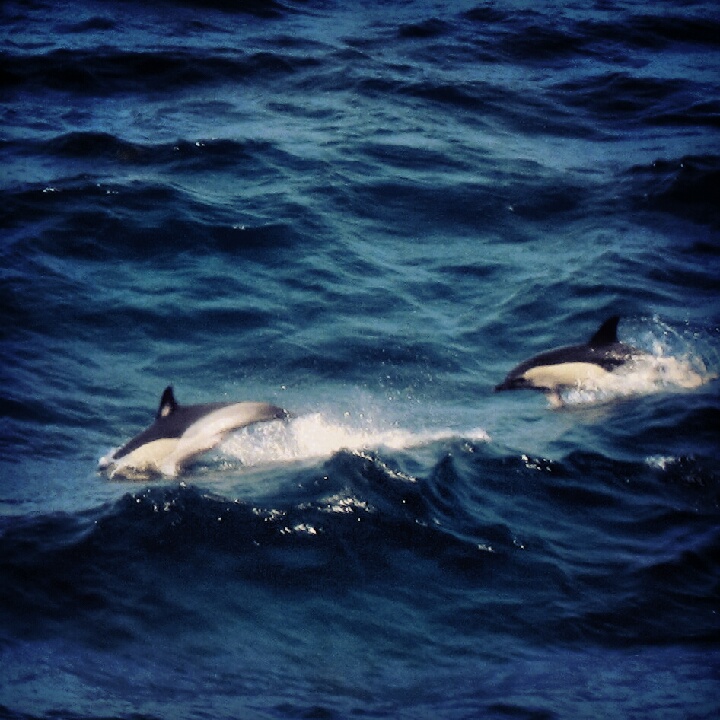 Dolphins
