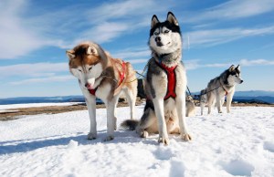Husky-Dogs