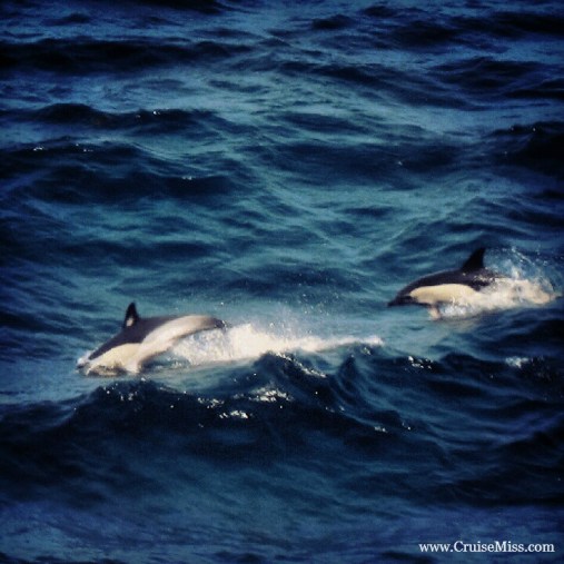 DolphinsCruiseSeaDay