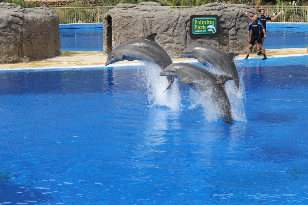 Dolphins Palmitos Park