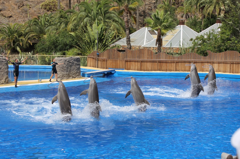 Dolphins Palmitos Park