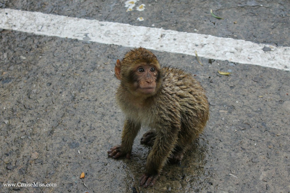 A baby monkey in Gibraltar - he was a bit smelly!