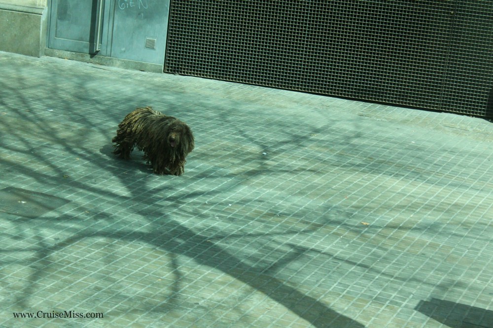 A dog with dreadlocks