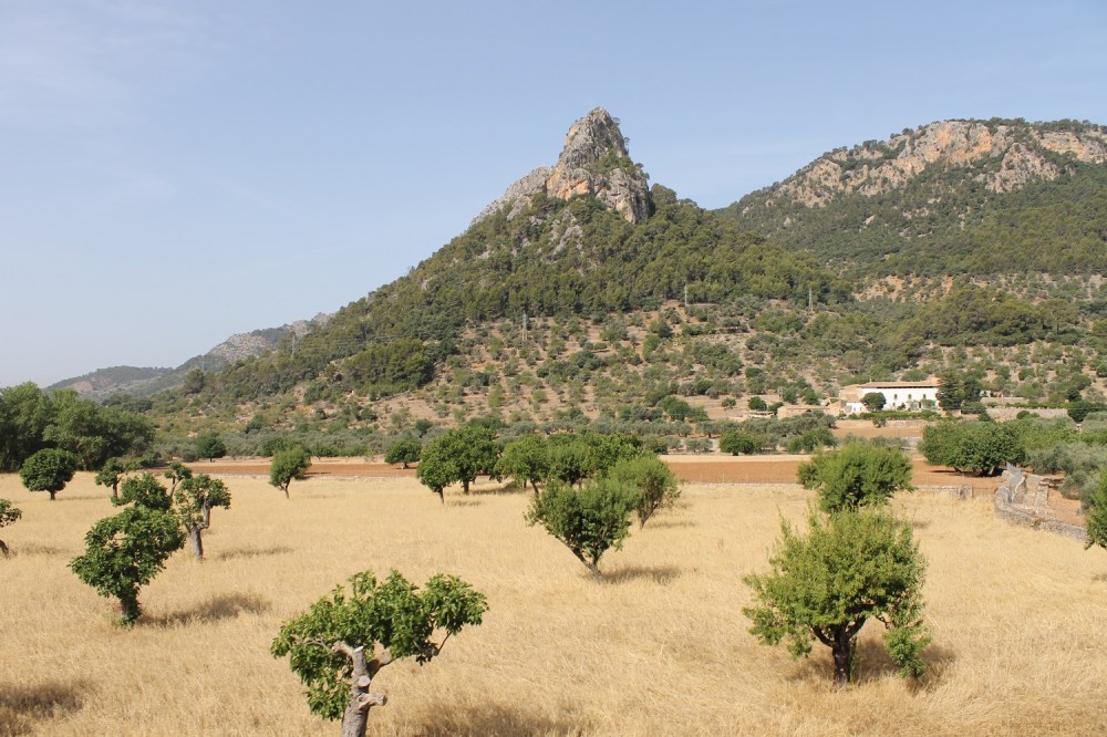 Narrow-Gauge-Train-Soller