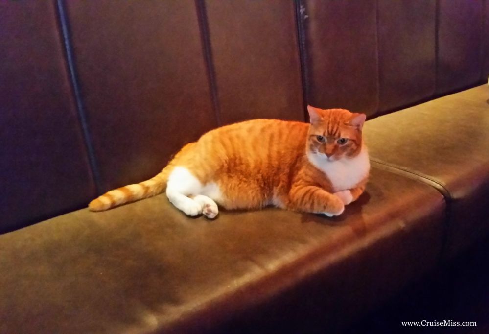 Ginger-Cat-Prik-Amsterdam