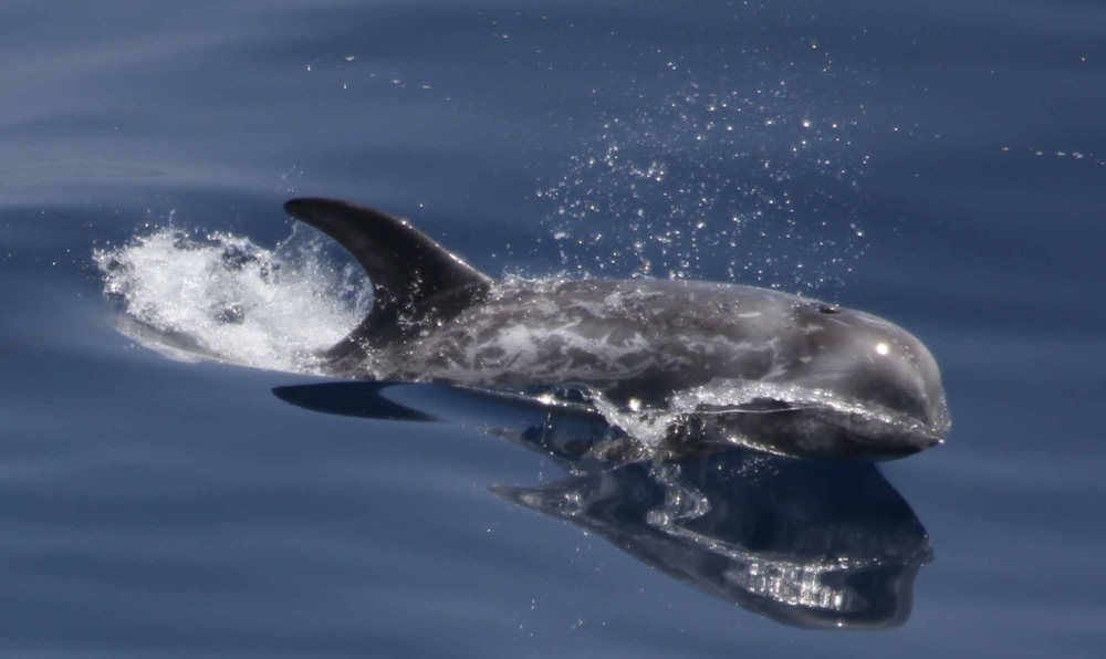 Risso's Dolphin spotted in the Bay of Biscay Image credit: ORCA