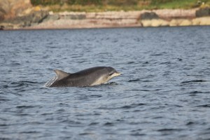 Dolphin-Invergordon