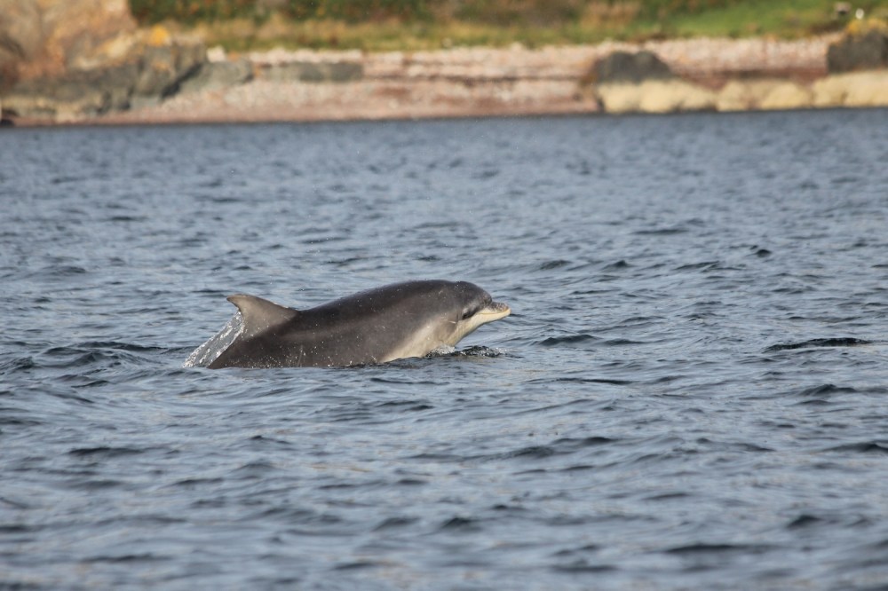 Dolphin-Invergordon