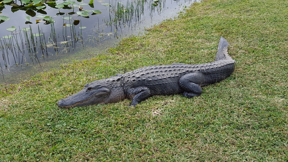 Everglades-Alligator
