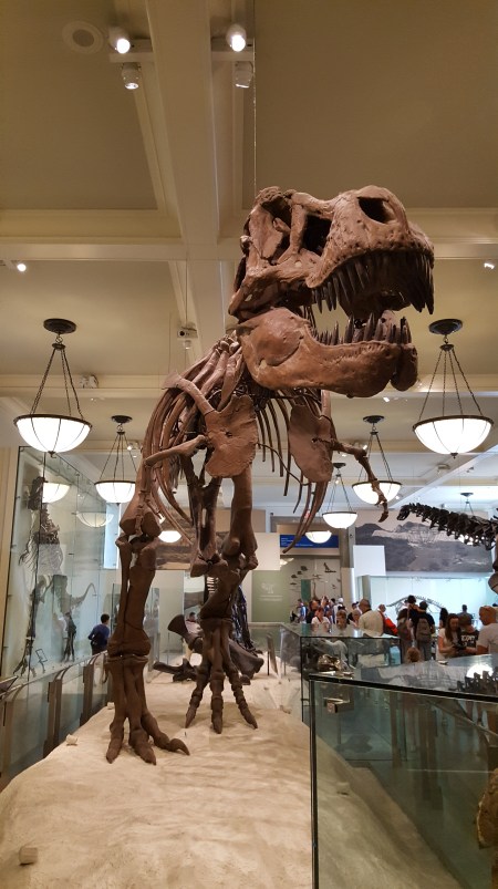 Natural-History-Museum-T-Rex