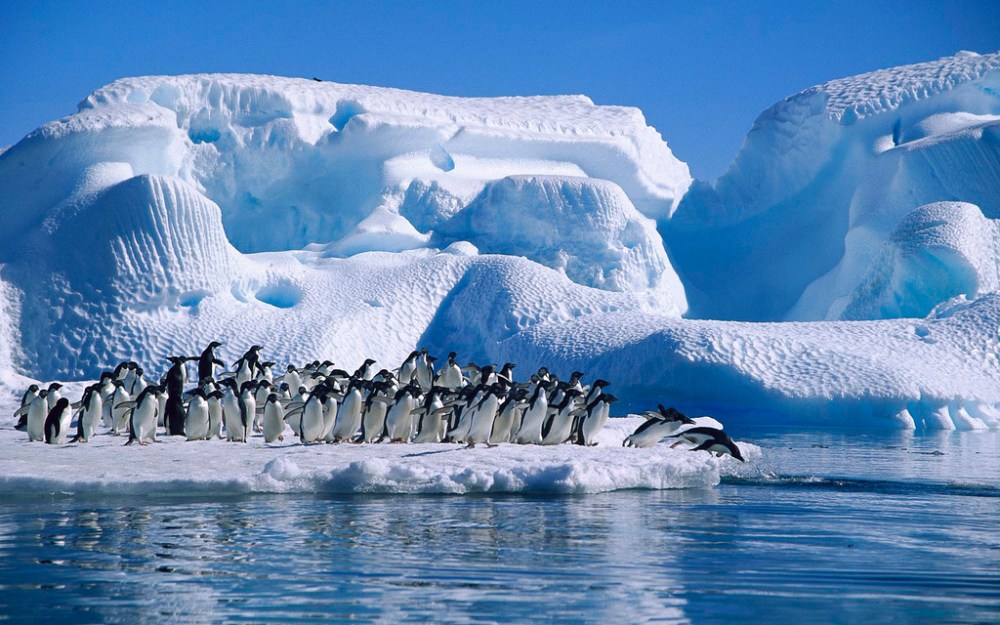 ADELIE PENGUIN (Pygoscelis adeliae), GROUP DIVING FROM ICEFLOE IN HOPE BAY, ANTARCTIC.