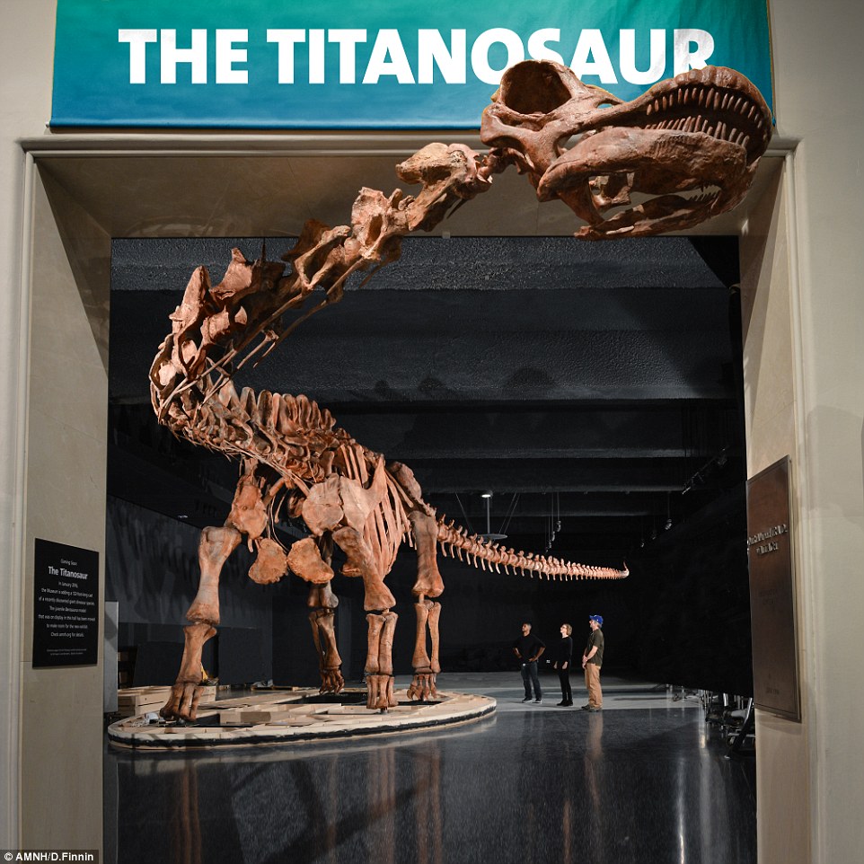 titanosaur-natural-history-museum