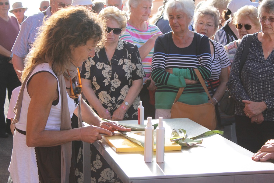 aloe-vera-farm-demonstration-saga-cruises